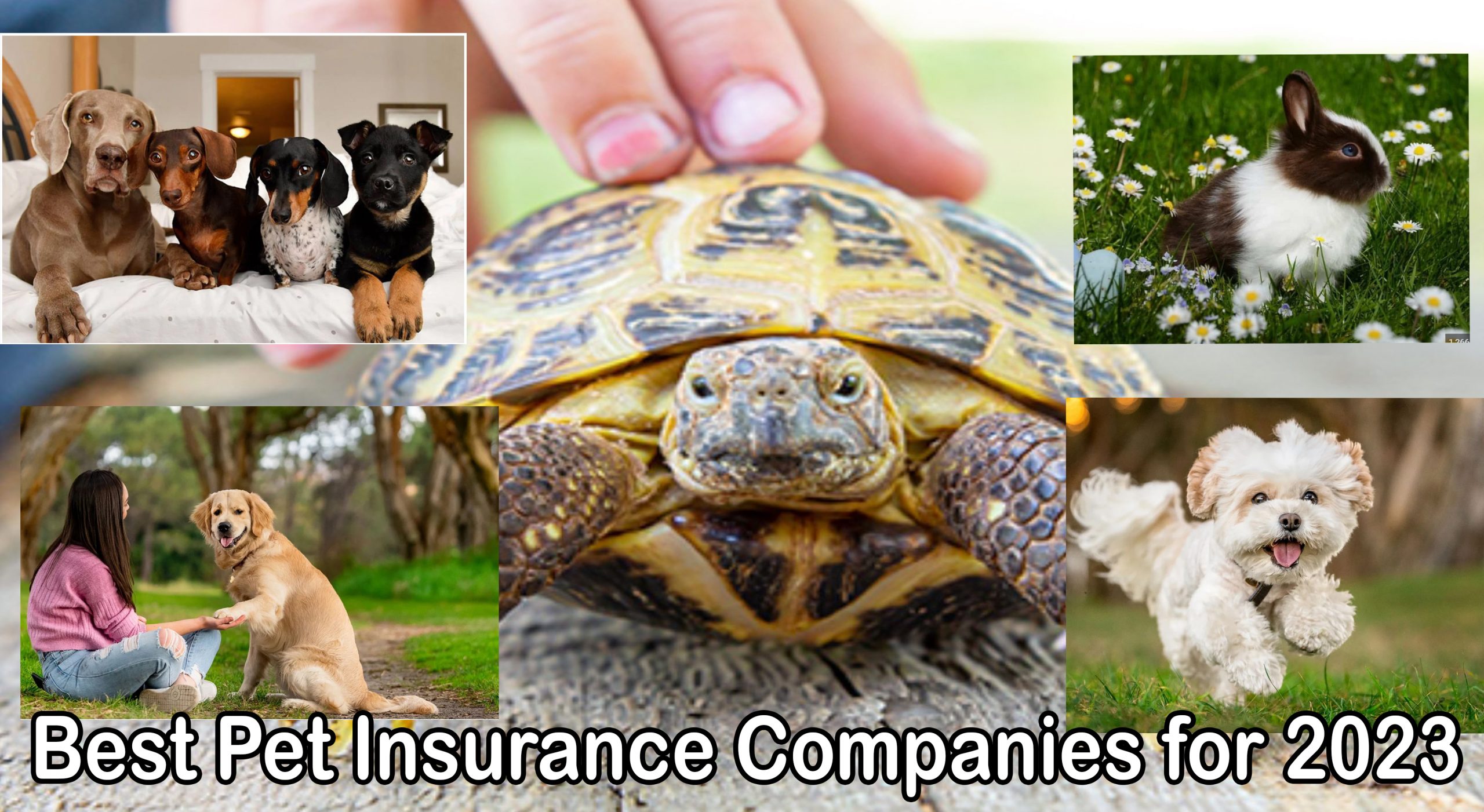 Best Pet Insurance Companies for 2023