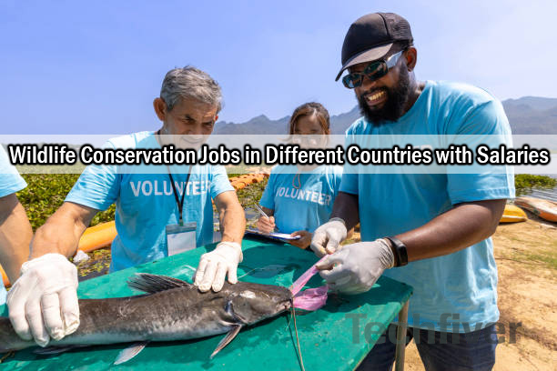 Wildlife Conservation Jobs in Different Countries with Salaries